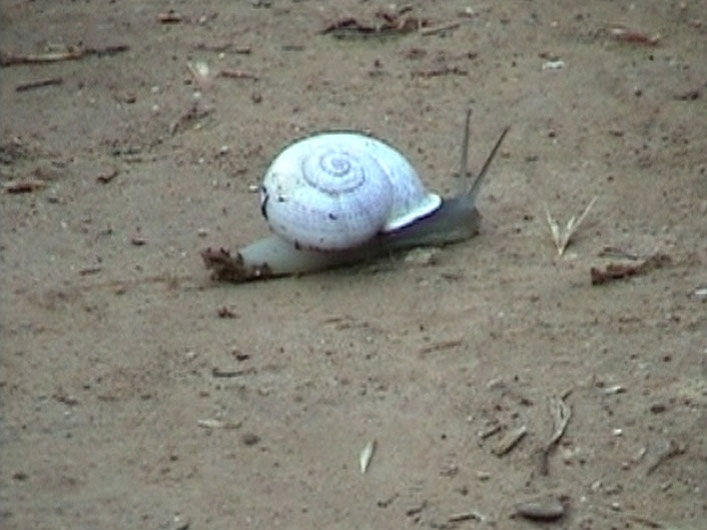 still of Snail, 2003, Colour video, loop, 6 min 34 s, sound, Edition of 10.
